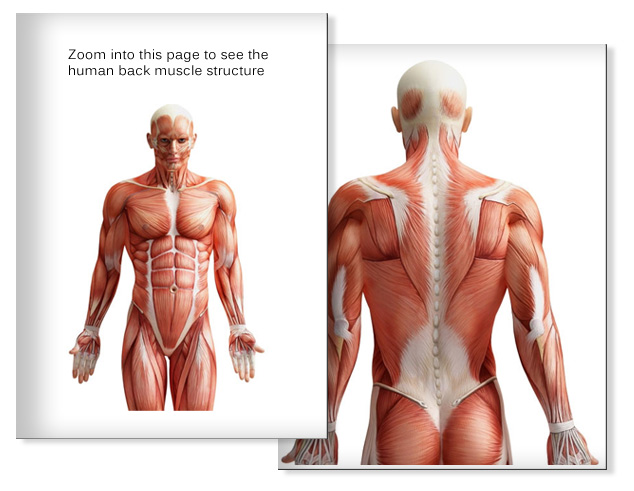 interactive anatomy