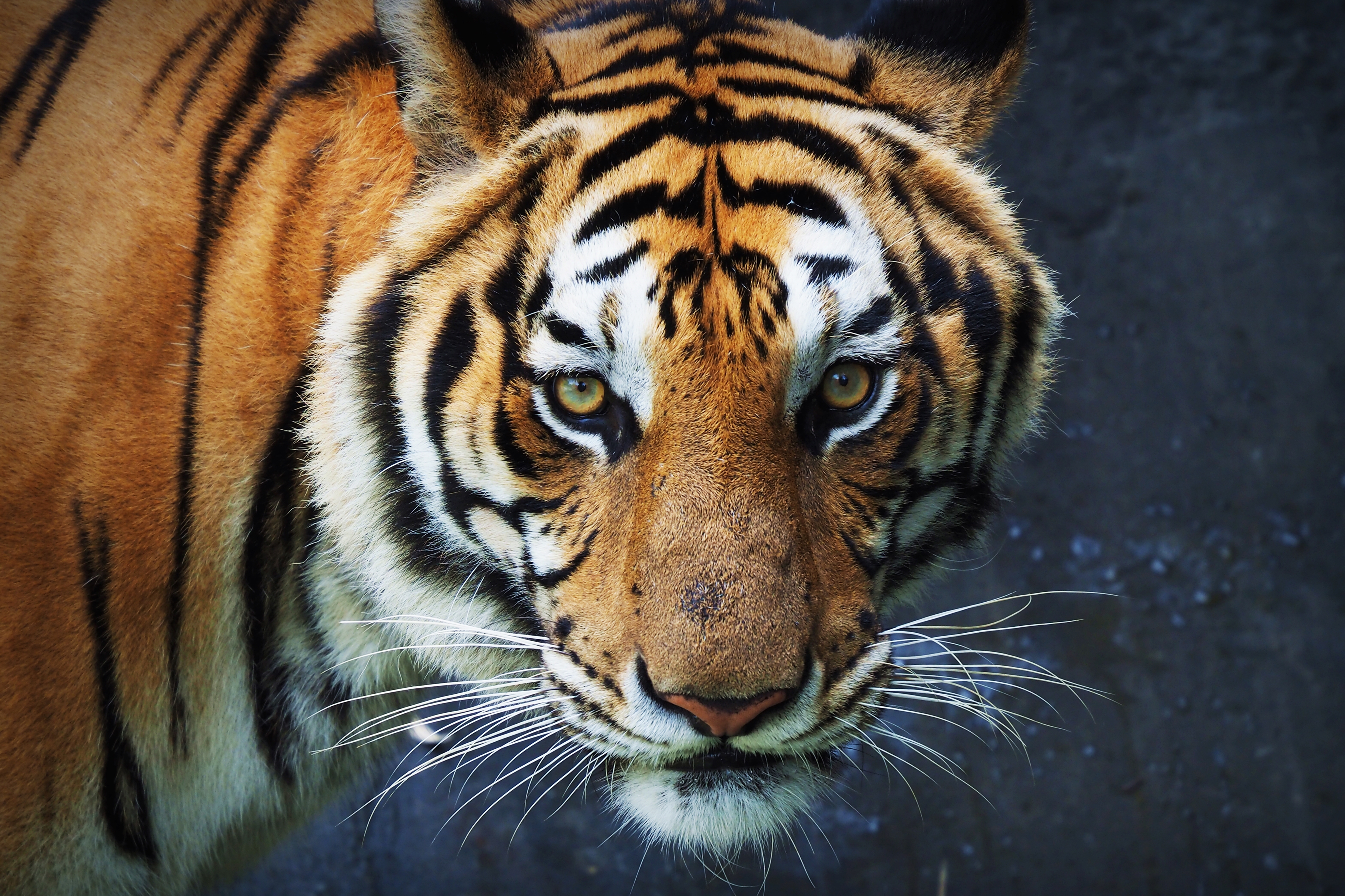 Tiger large image