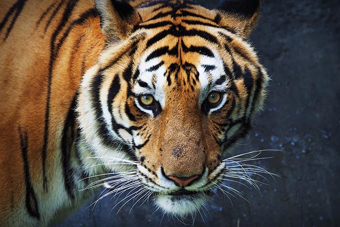 Tiger reduced image